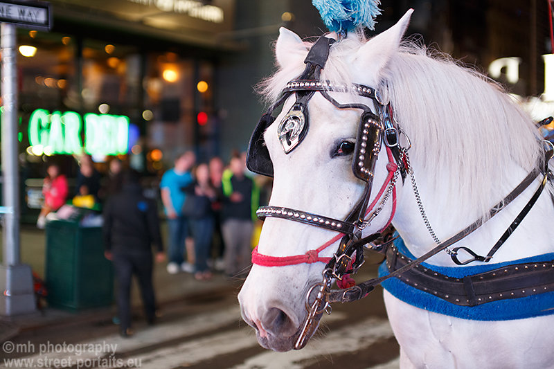 horse - time square nyc