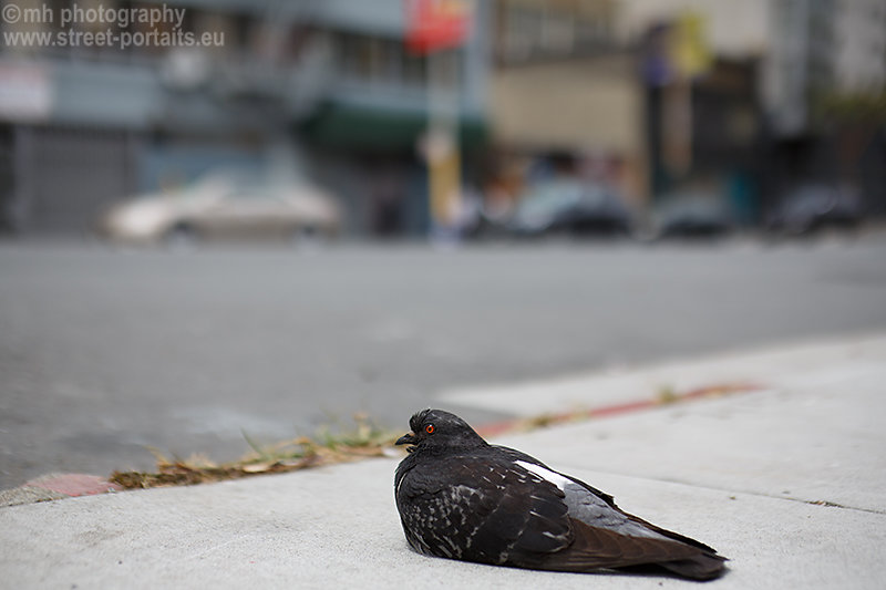 pigeon - howard street san francisco