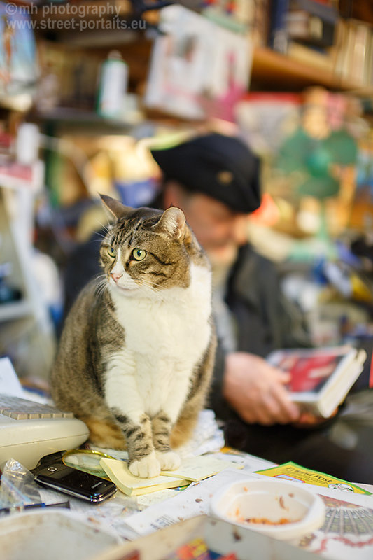 cat of luigi frizzo of libreria acqua alta