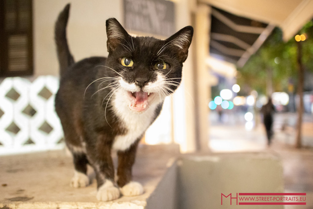 Cats are very welcome in Tel Aviv